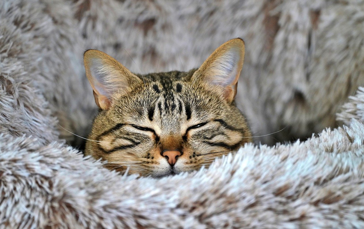 cat, feline, asleep-8438334.jpg